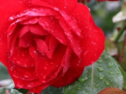 Bodendecker-Rose 'Mainaufeuer' ® 10 Bodendecker-Rose 'Mainaufeuer' ® -Deutschland Garten Funk Verkaufs-Shop bodendecker rose mainaufeuer m002642 w 0