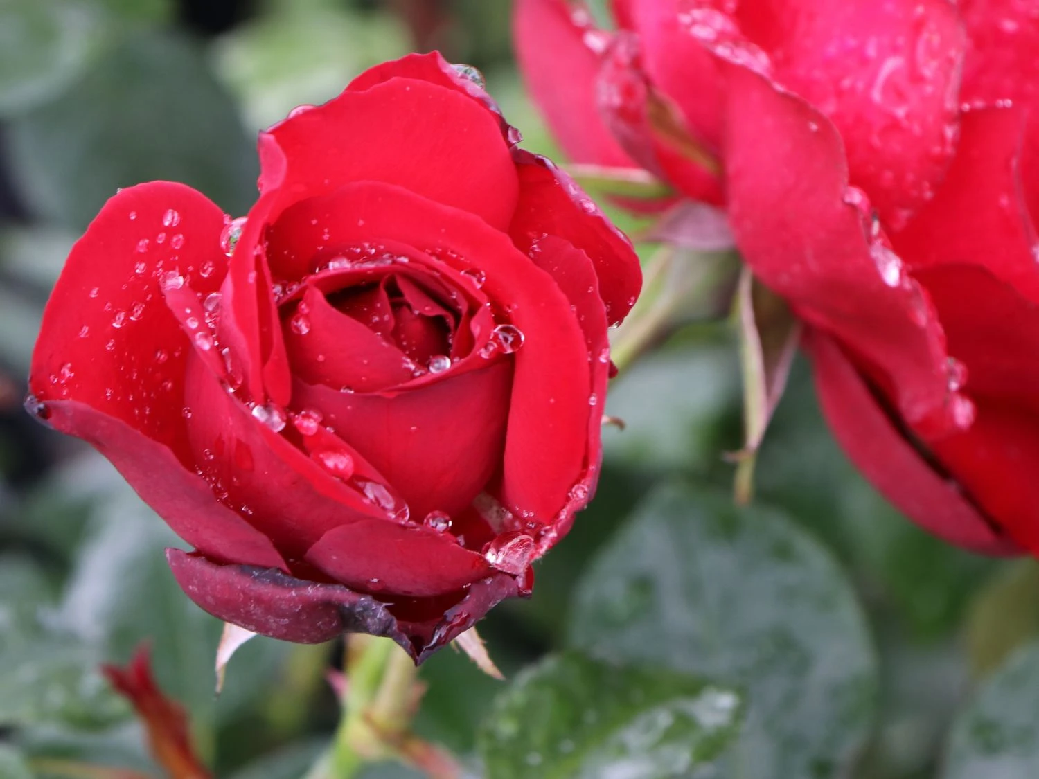 Bodendecker-Rose 'Mainaufeuer' ® 2 Bodendecker-Rose 'Mainaufeuer' ® – Bild 2