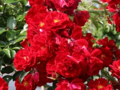 Bodendecker-Rose 'Mainaufeuer' ® 11 Bodendecker-Rose 'Mainaufeuer' ® -Deutschland Garten Funk Verkaufs-Shop bodendecker rose mainaufeuer m002642 w 2