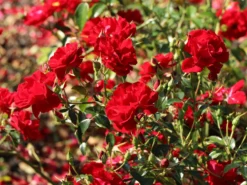 Bodendecker-Rose 'Mainaufeuer' ® 14 Bodendecker-Rose 'Mainaufeuer' ® -Deutschland Garten Funk Verkaufs-Shop bodendecker rose mainaufeuer m002642 w 3