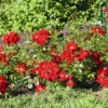 Bodendecker-Rose 'Matador' ®