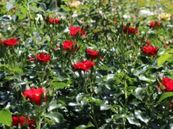 Bodendecker-Rose 'Matador' ® -Deutschland Garten Funk Verkaufs-Shop bodendecker rose matador m092759 w 0