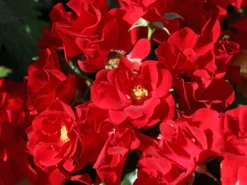 Bodendecker-Rose 'Matador' ® -Deutschland Garten Funk Verkaufs-Shop bodendecker rose matador m092759 w 2