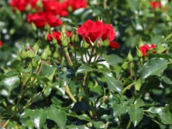 Bodendecker-Rose 'Matador' ® -Deutschland Garten Funk Verkaufs-Shop bodendecker rose matador m092759 w 4