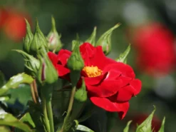 Bodendecker-Rose 'Matador' ® -Deutschland Garten Funk Verkaufs-Shop bodendecker rose matador m092759 w 5