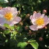 Bodendecker-Rose 'Medeo' ®