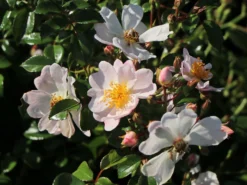 Bodendecker-Rose 'Medeo' ® 9 Bodendecker-Rose 'Medeo' ® -Deutschland Garten Funk Verkaufs-Shop bodendecker rose medeo m005736 w 0