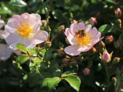 Bodendecker-Rose 'Medeo' ® 10 Bodendecker-Rose 'Medeo' ® -Deutschland Garten Funk Verkaufs-Shop bodendecker rose medeo m005736 w 2