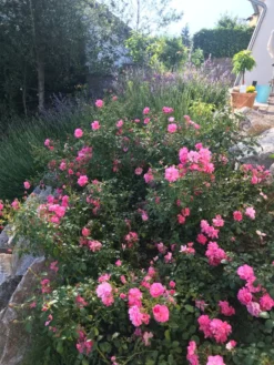 Bodendecker-Rose 'Mirato' ® 15 Bodendecker-Rose 'Mirato' ® -Deutschland Garten Funk Verkaufs-Shop bodendecker rose mirato m002652 401538 0