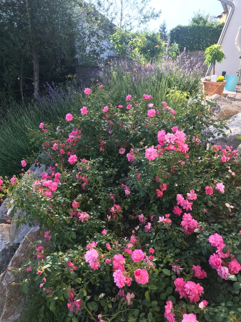 Bodendecker-Rose 'Mirato' ® 8 Bodendecker-Rose 'Mirato' ® – Bild 8