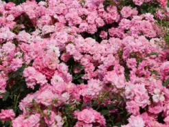 Bodendecker-Rose 'Mirato' ®