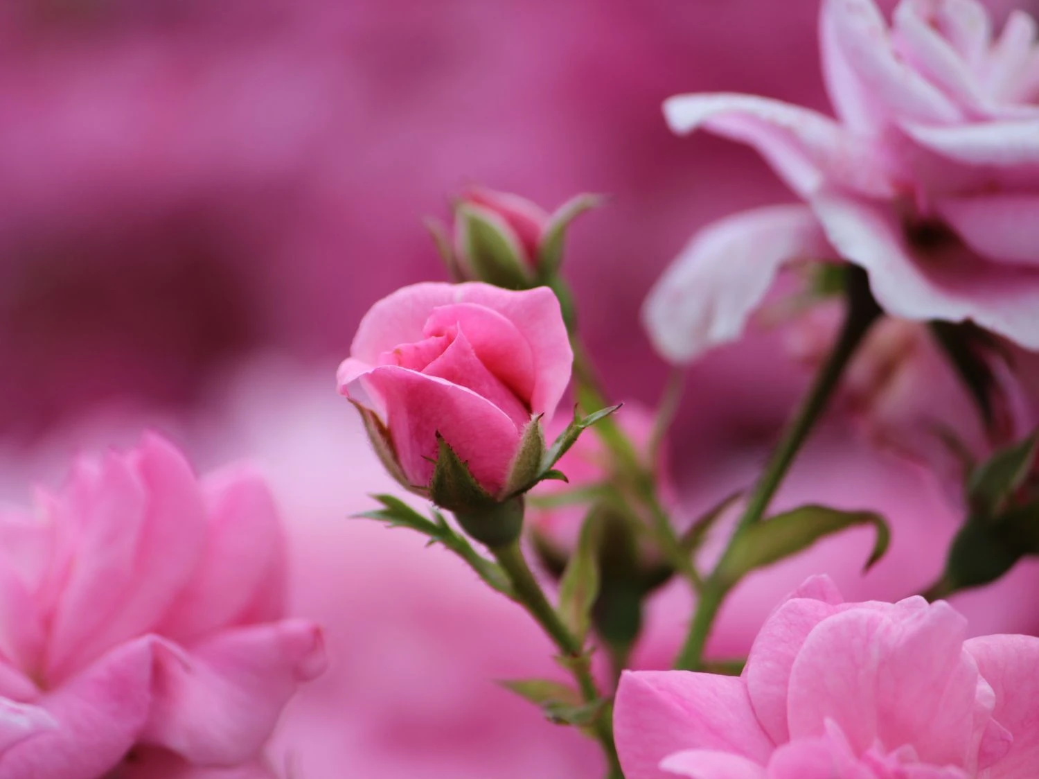 Bodendecker-Rose 'Mirato' ® 6 Bodendecker-Rose 'Mirato' ® – Bild 6