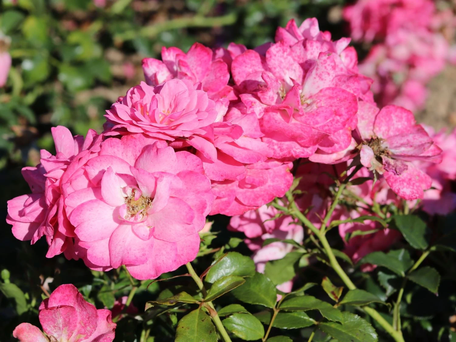 Bodendecker-Rose 'Mirato' ® 2 Bodendecker-Rose 'Mirato' ® – Bild 2