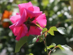 Bodendecker-Rose 'Mirato' ® 14 Bodendecker-Rose 'Mirato' ® -Deutschland Garten Funk Verkaufs-Shop bodendecker rose mirato m002652 w 2