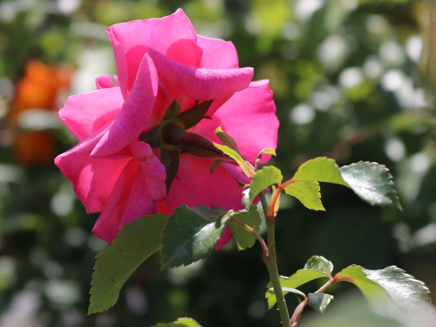 Bodendecker-Rose 'Mirato' ® 7 Bodendecker-Rose 'Mirato' ® – Bild 7