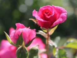 Bodendecker-Rose 'Mirato' ® 12 Bodendecker-Rose 'Mirato' ® -Deutschland Garten Funk Verkaufs-Shop bodendecker rose mirato m002652 w 3