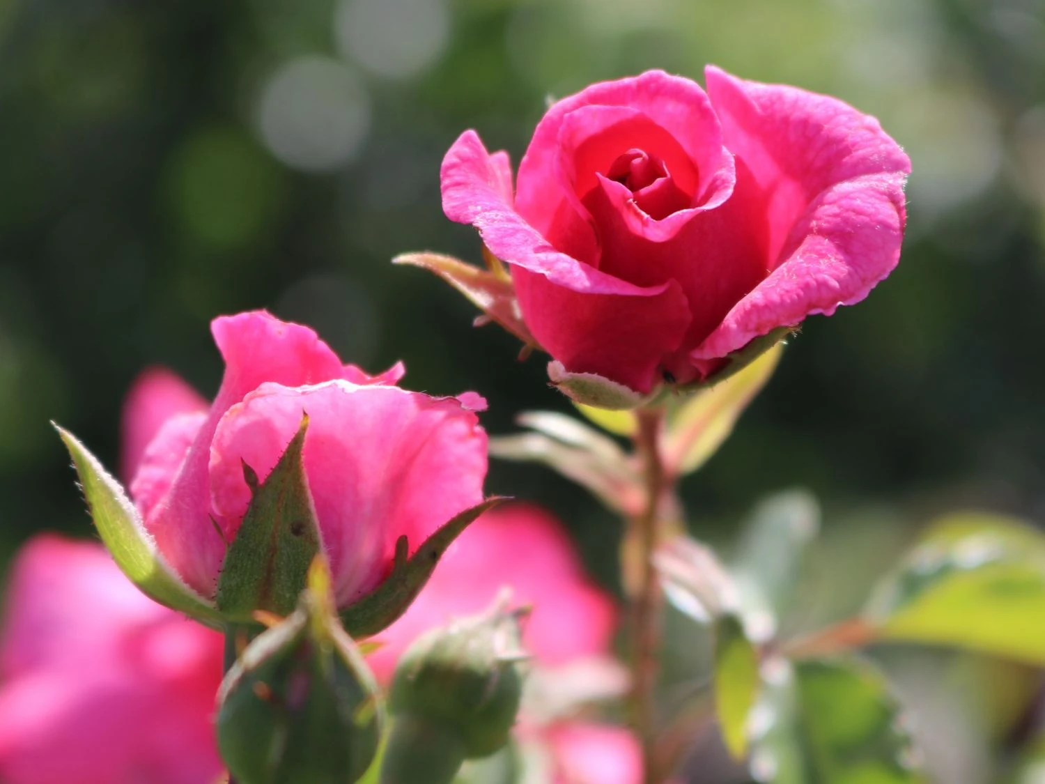 Bodendecker-Rose 'Mirato' ® 5 Bodendecker-Rose 'Mirato' ® – Bild 5