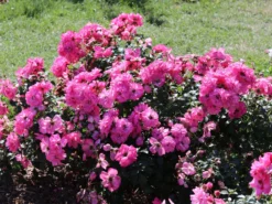 Bodendecker-Rose 'Mirato' ® 10 Bodendecker-Rose 'Mirato' ® -Deutschland Garten Funk Verkaufs-Shop bodendecker rose mirato m002652 w 5