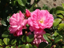 Bodendecker-Rose 'Palmengarten Frankfurt'