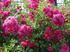 Bodendecker-Rose 'Palmengarten Frankfurt' -Deutschland Garten Funk Verkaufs-Shop bodendecker rose palmengarten frankfurt m002674 w 1