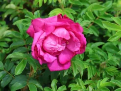 Bodendecker-Rose 'Purple Roadrunner ®'