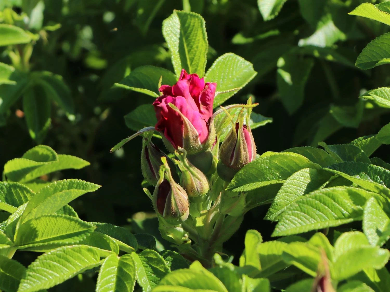 Bodendecker-Rose 'Purple Roadrunner ®' 2 Bodendecker-Rose 'Purple Roadrunner ®' – Bild 2