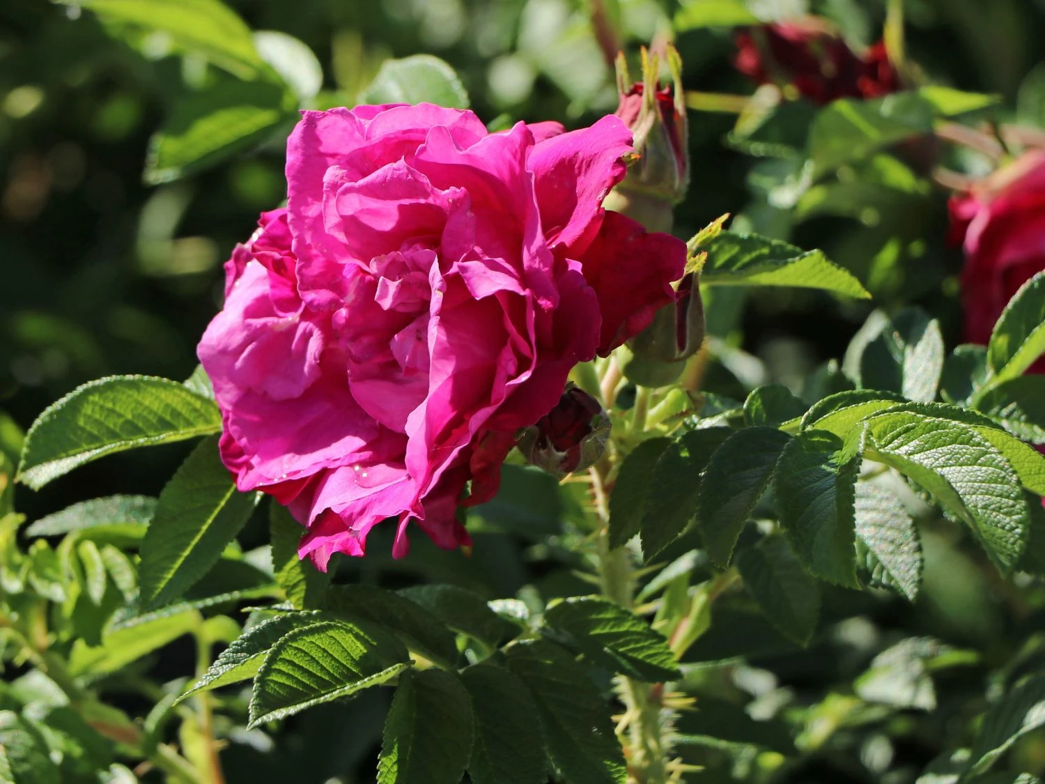 Bodendecker-Rose 'Purple Roadrunner ®' 5 Bodendecker-Rose 'Purple Roadrunner ®' – Bild 5