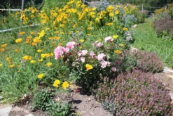 Bodendecker Rose 'Schöne Dortmunderin' ® 27 Bodendecker Rose 'Schöne Dortmunderin' ® -Deutschland Garten Funk Verkaufs-Shop bodendecker rose schoene dortmunder adr rose m009452 506742 0