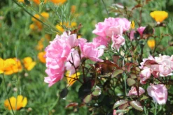 Bodendecker Rose 'Schöne Dortmunderin' ® 26 Bodendecker Rose 'Schöne Dortmunderin' ® -Deutschland Garten Funk Verkaufs-Shop bodendecker rose schoene dortmunder adr rose m009452 506742 1