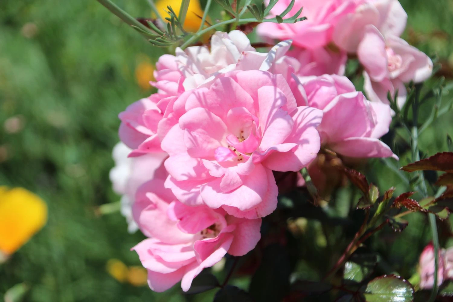 Bodendecker Rose 'Schöne Dortmunderin' ® 12 Bodendecker Rose 'Schöne Dortmunderin' ® – Bild 12