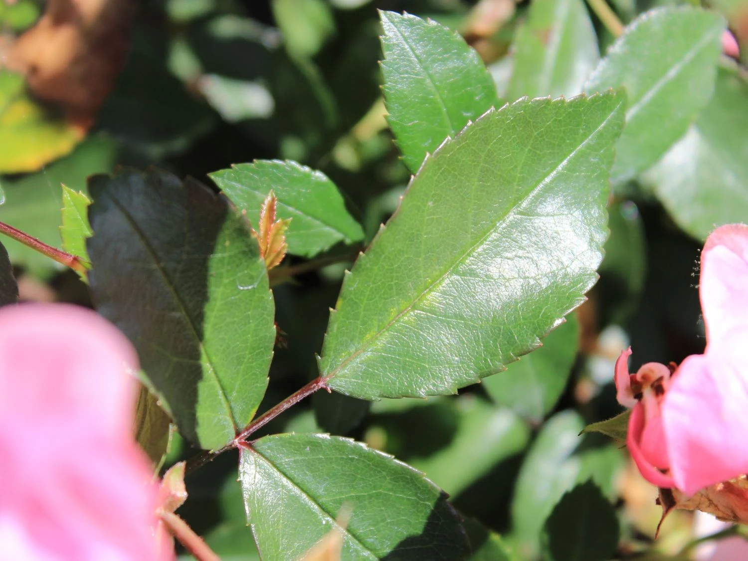 Bodendecker Rose 'Schöne Dortmunderin' ® 8 Bodendecker Rose 'Schöne Dortmunderin' ® – Bild 8