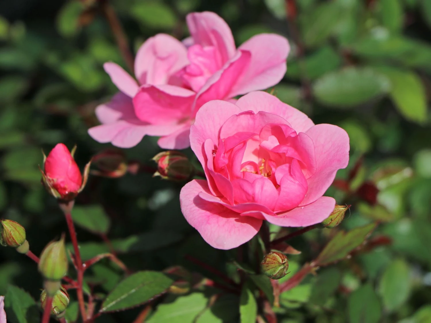 Bodendecker Rose 'Schöne Dortmunderin' ® 1 Bodendecker Rose 'Schöne Dortmunderin' ®