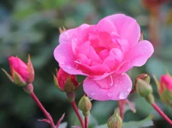 Bodendecker Rose 'Schöne Dortmunderin' ® 23 Bodendecker Rose 'Schöne Dortmunderin' ® -Deutschland Garten Funk Verkaufs-Shop bodendecker rose schoene dortmunderin m009452 w 0