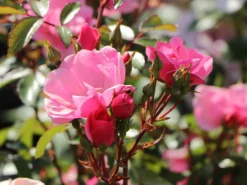 Bodendecker Rose 'Schöne Dortmunderin' ® 17 Bodendecker Rose 'Schöne Dortmunderin' ® -Deutschland Garten Funk Verkaufs-Shop bodendecker rose schoene dortmunderin m009452 w 1