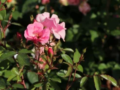 Bodendecker Rose 'Schöne Dortmunderin' ® 19 Bodendecker Rose 'Schöne Dortmunderin' ® -Deutschland Garten Funk Verkaufs-Shop bodendecker rose schoene dortmunderin m009452 w 2