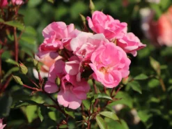 Bodendecker Rose 'Schöne Dortmunderin' ® 18 Bodendecker Rose 'Schöne Dortmunderin' ® -Deutschland Garten Funk Verkaufs-Shop bodendecker rose schoene dortmunderin m009452 w 3