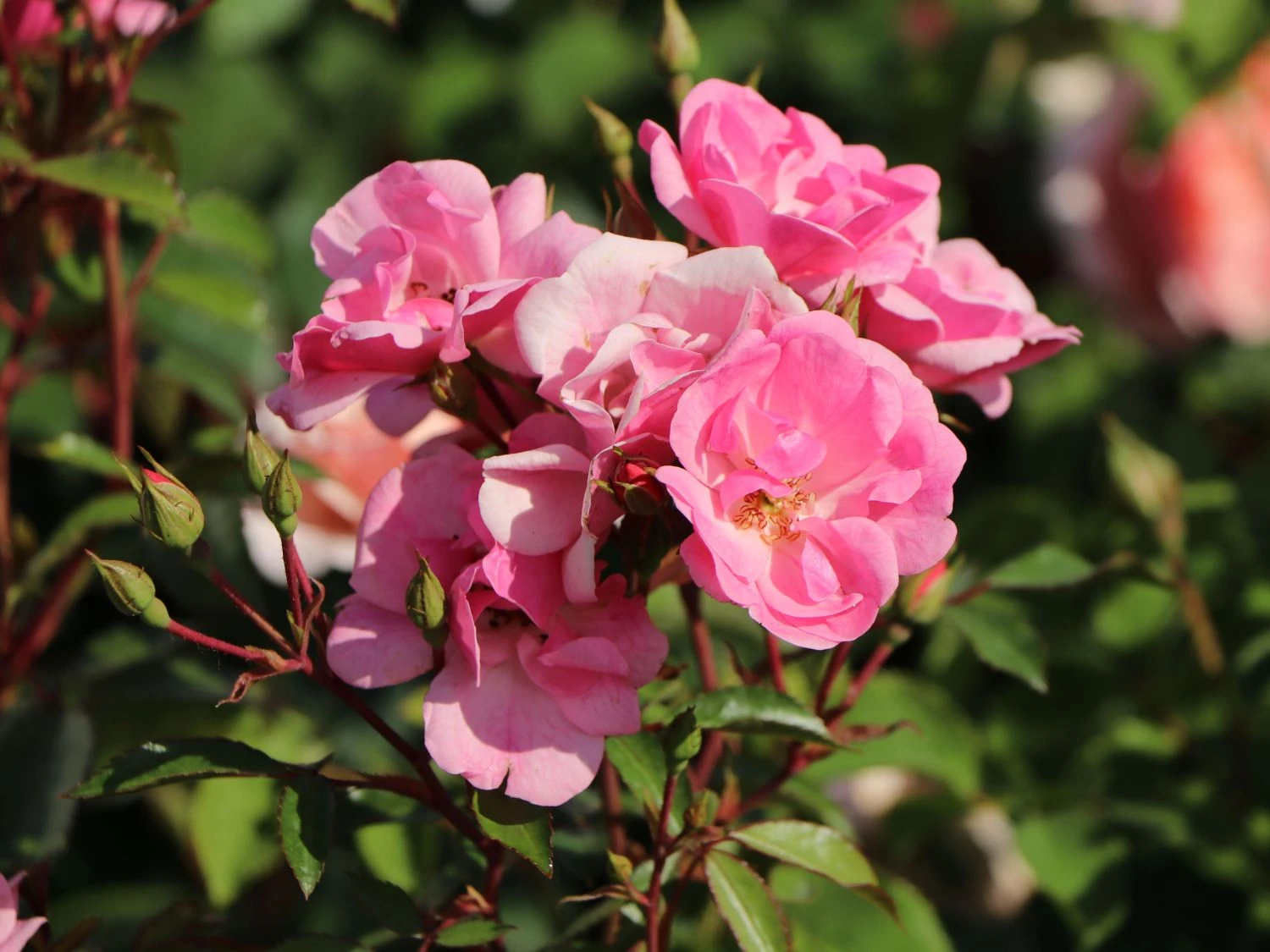 Bodendecker Rose 'Schöne Dortmunderin' ® 5 Bodendecker Rose 'Schöne Dortmunderin' ® – Bild 5