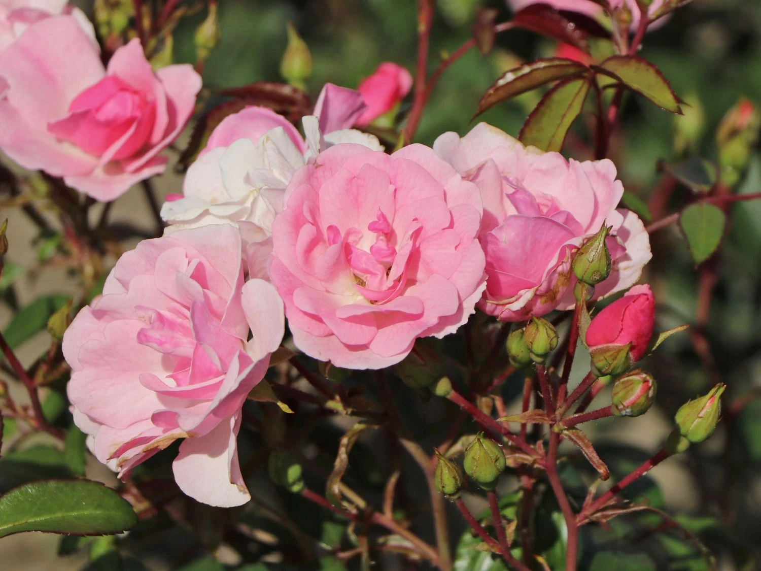 Bodendecker Rose 'Schöne Dortmunderin' ® 2 Bodendecker Rose 'Schöne Dortmunderin' ® – Bild 2