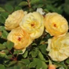 Bodendecker-Rose 'Sonnenschirm' ®