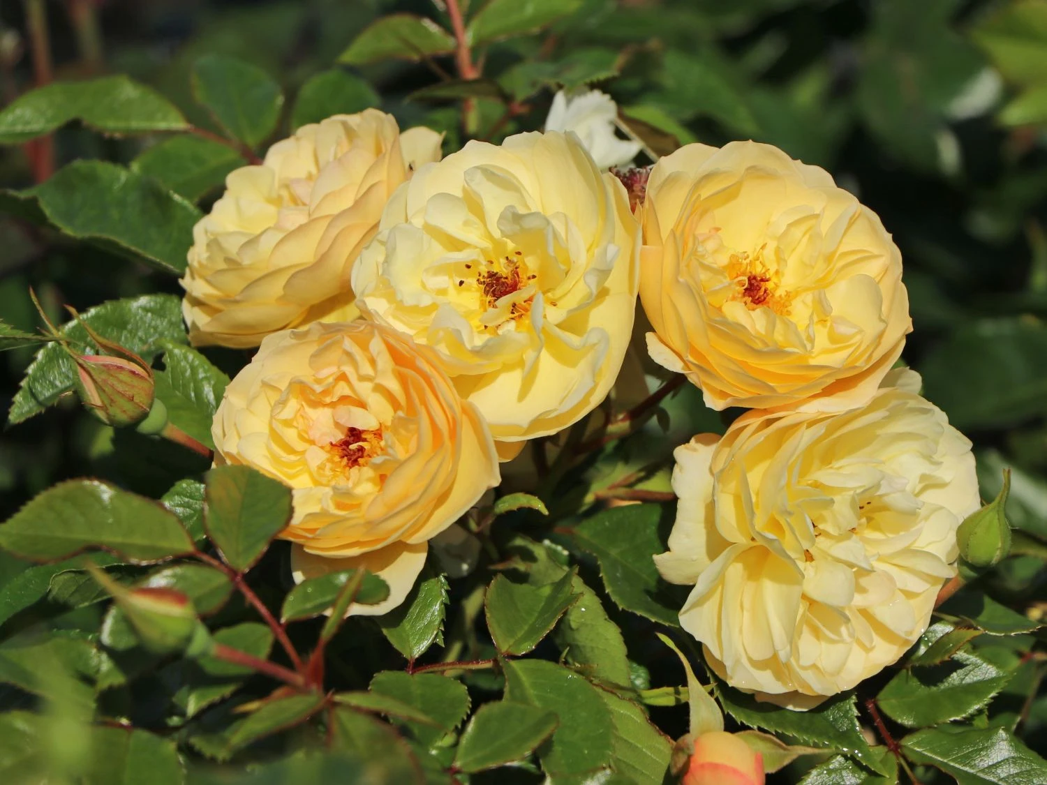 Bodendecker-Rose 'Sonnenschirm' ® 1 Bodendecker-Rose 'Sonnenschirm' ®