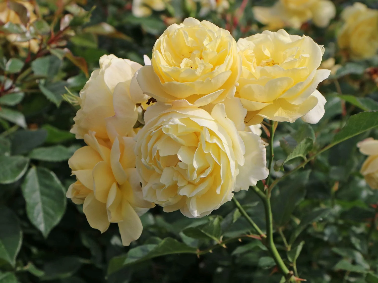 Bodendecker-Rose 'Sonnenschirm' ® 5 Bodendecker-Rose 'Sonnenschirm' ® – Bild 5