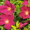 Bodendecker-Rose Strandperle ® 'Amrum'