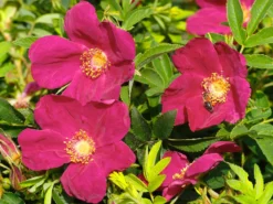 Bodendecker-Rose Strandperle ® 'Amrum'