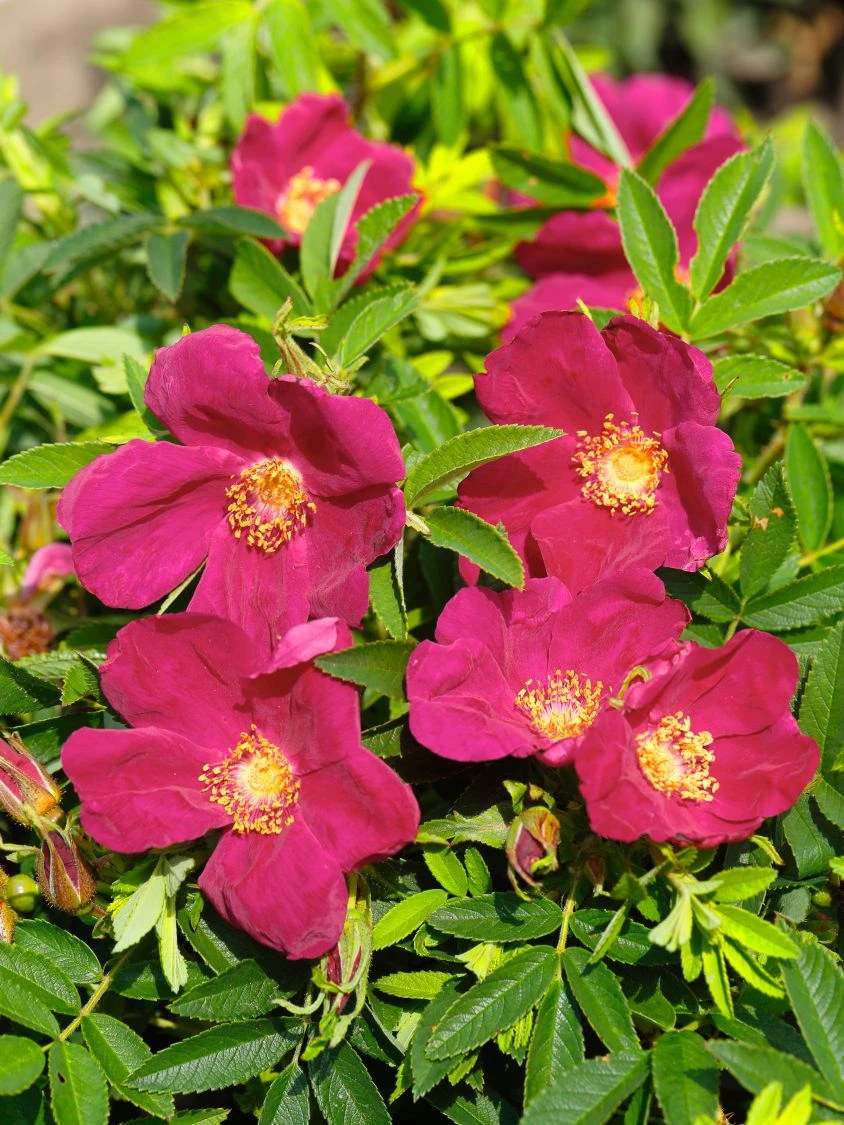 Bodendecker-Rose Strandperle ® 'Amrum' 2 Bodendecker-Rose Strandperle ® 'Amrum' – Bild 2