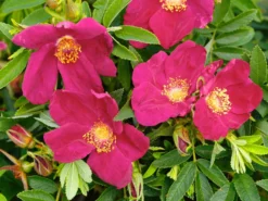 Bodendecker-Rose Strandperle ® 'Amrum' 5 Bodendecker-Rose Strandperle ® 'Amrum' -Deutschland Garten Funk Verkaufs-Shop bodendecker rose strandperle amrum m113606 w 1
