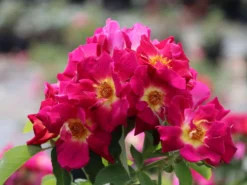 Bodendecker-Rose 'Weg Der Sinne' ®