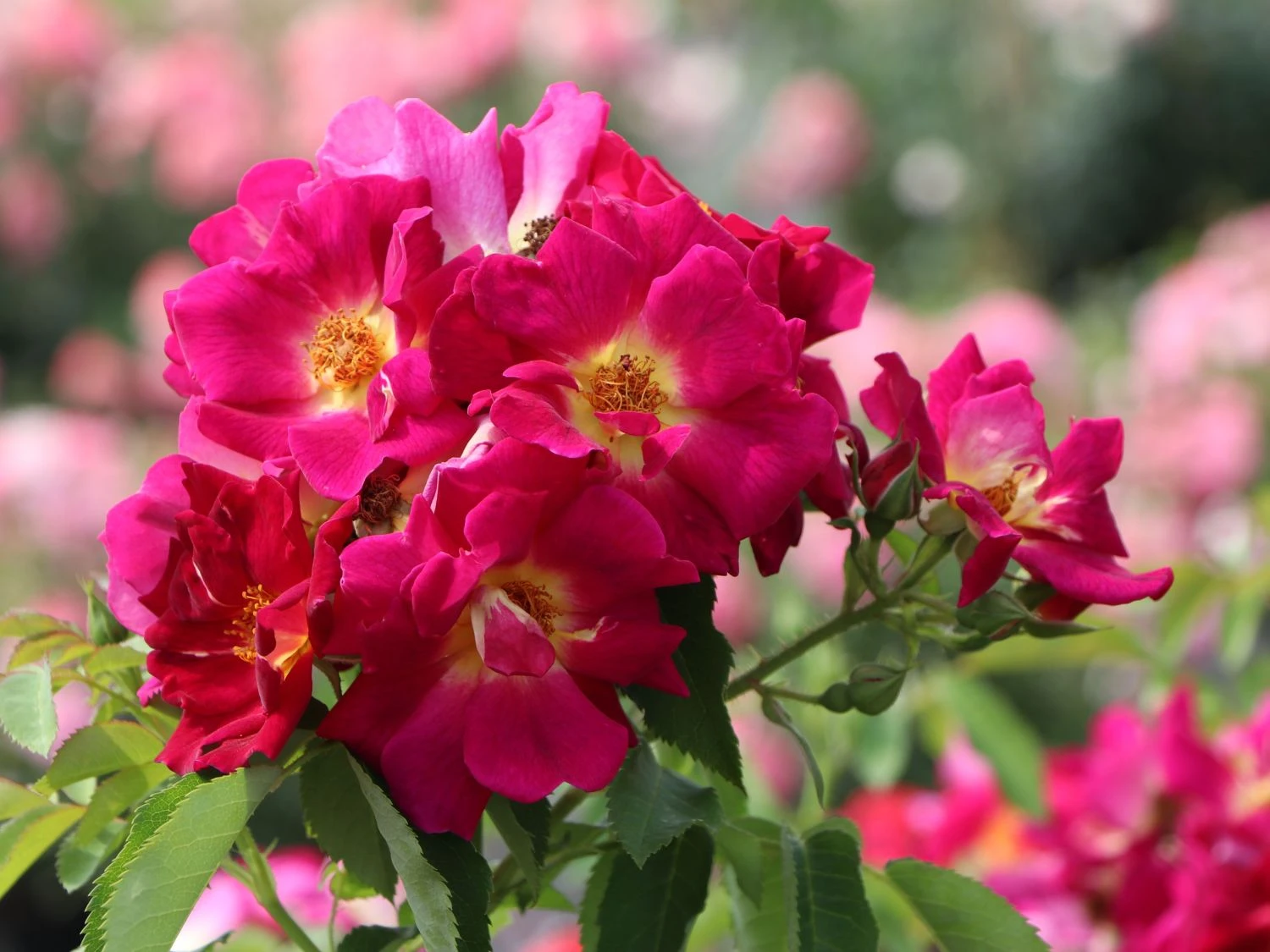 Bodendecker-Rose 'Weg Der Sinne' ® 7 Bodendecker-Rose 'Weg Der Sinne' ® – Bild 7