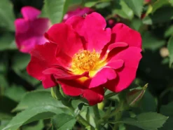 Bodendecker-Rose 'Weg Der Sinne' ® 16 Bodendecker-Rose 'Weg Der Sinne' ® -Deutschland Garten Funk Verkaufs-Shop bodendecker rose weg der sinne m099200 w 3