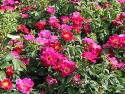 Bodendecker-Rose 'Weg Der Sinne' ® 13 Bodendecker-Rose 'Weg Der Sinne' ® -Deutschland Garten Funk Verkaufs-Shop bodendecker rose weg der sinne m099200 w 4