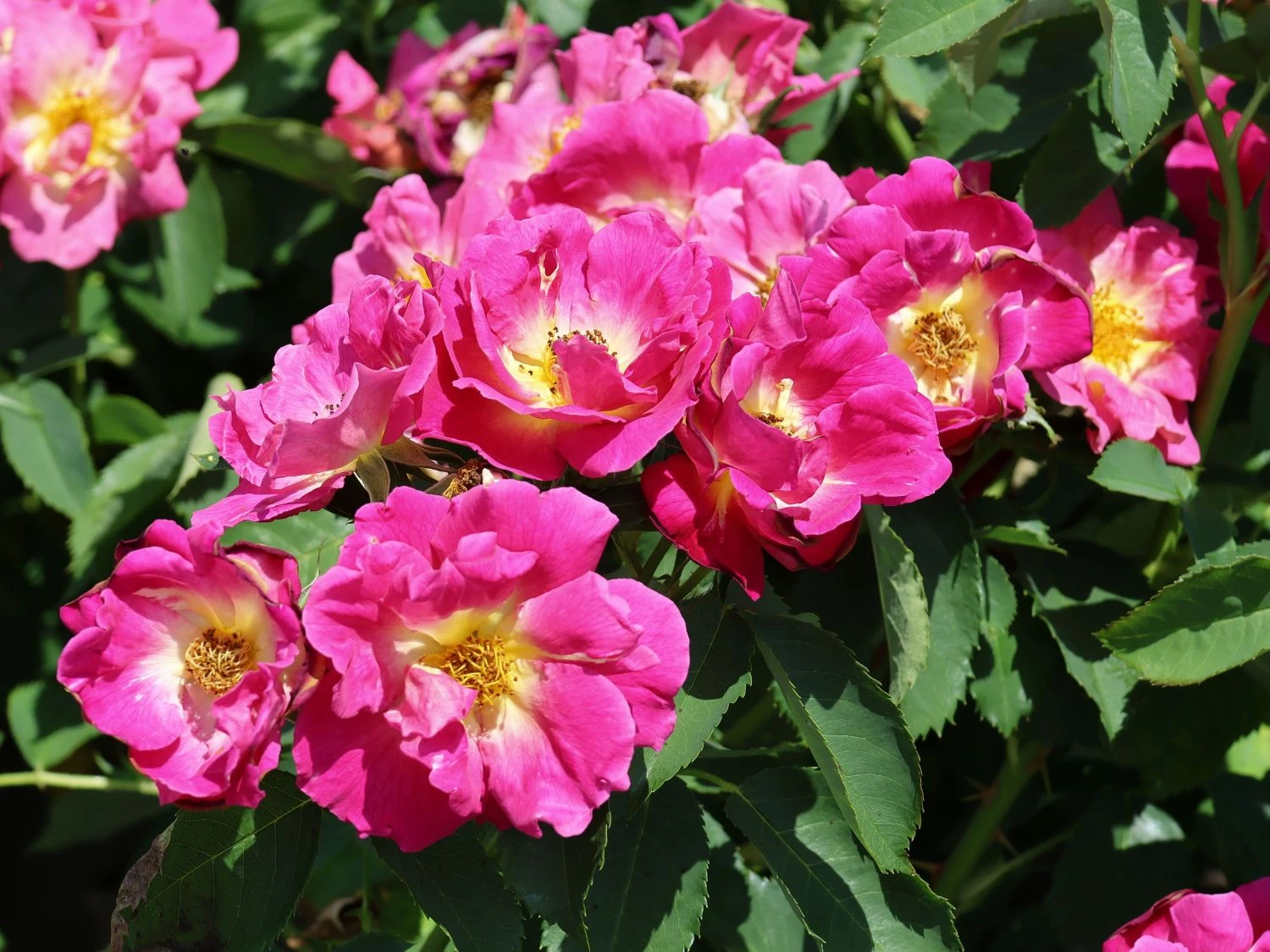 Bodendecker-Rose 'Weg Der Sinne' ® 5 Bodendecker-Rose 'Weg Der Sinne' ® – Bild 5